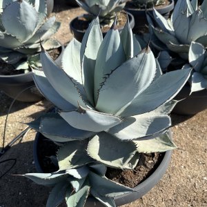 Agave parryi  (Agáva) ´PARRYI ´ - výška 30-40 cm, ⌀ 40-60 cm, kont. C50L (-20°C)